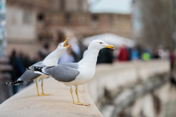 Seagulls against the background of Rome's attraction