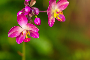 Orchid flower in tropical garden. Free from copy space.