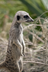 meerkat