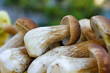Wild forest mushrooms cut, collected and stored one on top of another