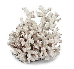 coral isolated on white background © Dmitry