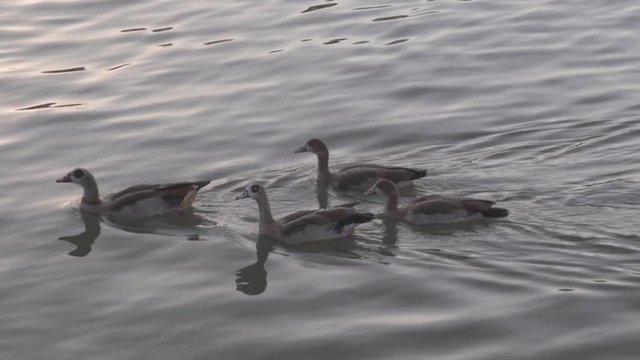 Duck family swimming in the water