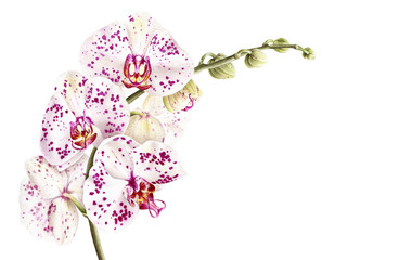 Watercolor phalaenopsis orchid branch isolated on white background. Hand drawn realistic botanical illustration. - obrazy, fototapety, plakaty