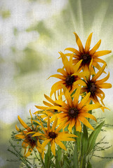 image of beautiful flowers closeup