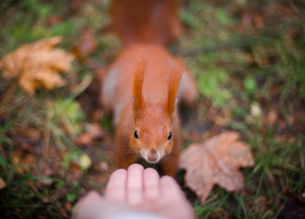 Eichhörnchen, Zahm, natur, rot, Leben, Tiere