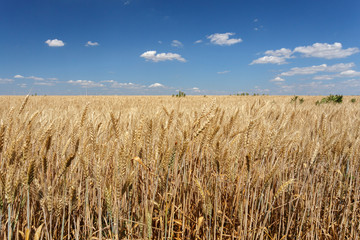Golden wheat field under blue sky