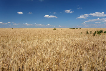 Golden wheat field under blue sky