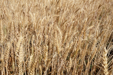 Golden wheat flied before harvesting