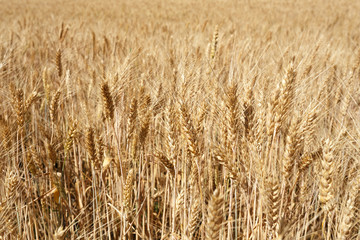 Golden wheat flied before harvesting