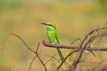 Green bee-eater, Merops orientalison a branch at Sagareshwar wildlife sanctuary, Sangli, Maharashtra