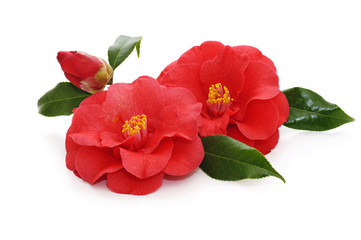 flowers of camellia on a white background