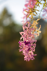Petrea racemosa flower