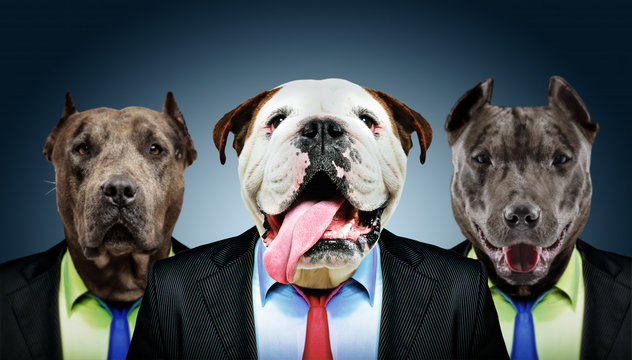 Portrait of three dogs in business suits