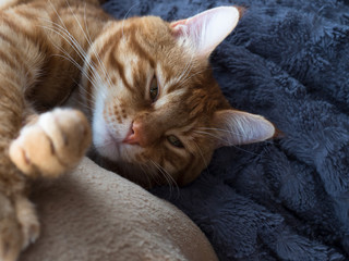 Fototapeta na wymiar big cat, red cat lying on the couch
