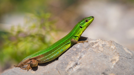 Animal - Wildlife Lizard on Sicily in Spring 2018
