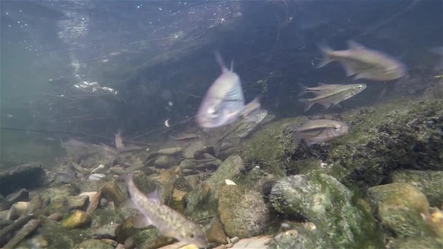 Underwater video of swimming and spawning Schneider, Riffle minnow, Alburnoides bipunctatus. Nice freshwater fish in the nature habitat. Live in the river and creek habitat. Underwater footage of Riff