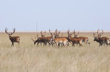 Fototapeta na wymiar A herd of deer grazing in the steppe