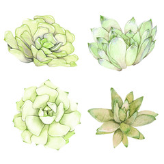 A set of watercolor compositions made of succulent flowers.