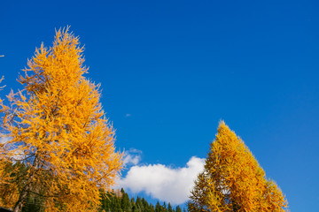 Beautiful colored larches with autumn colors in the mountains.