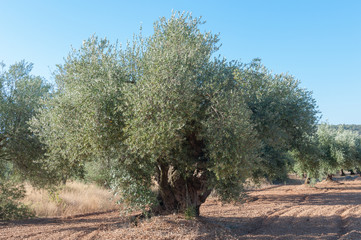 Fototapeta premium Spanish centenaries olive trees