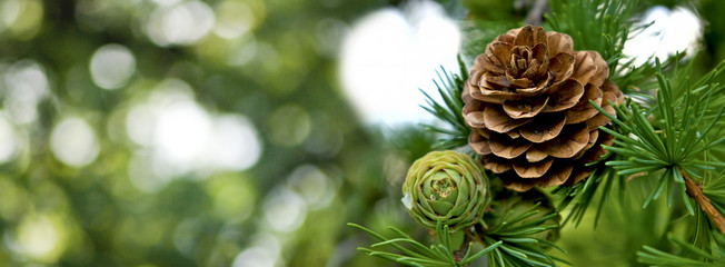 Fototapeta  image of pine cone closeup obraz