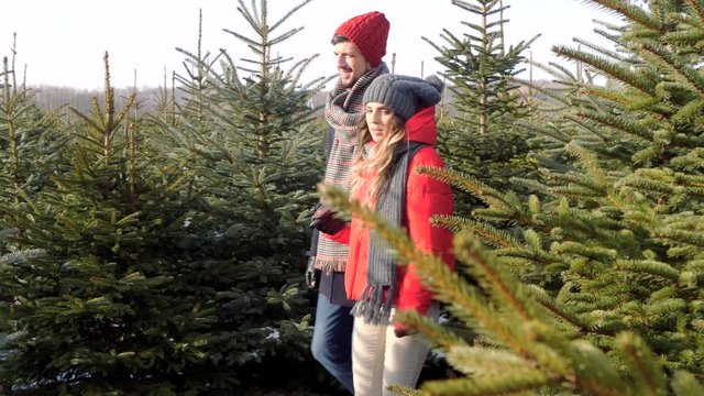 Couple choosing a christmas tree 