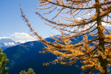 Beautiful colored larches with autumn colors in the mountains.