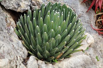 Detail eines Kaktus, Pflanze, Blüte, Natur