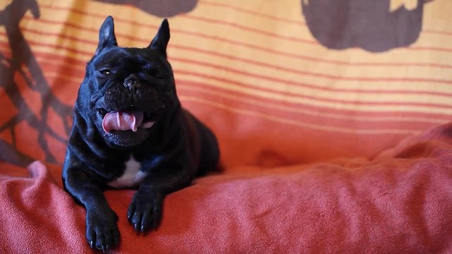 French Bulldog Home Interio