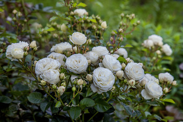 Obraz na płótnie Canvas Куст белой почвопокровной розы