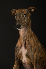 Greyhound auf schwarzem Hintergrund
