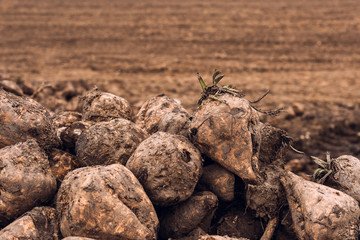 Sugar beet harvest