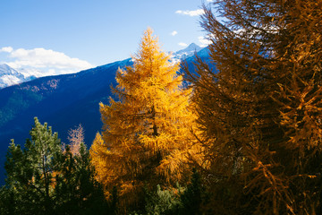 Beautiful colored larches with autumn colors in the mountains.