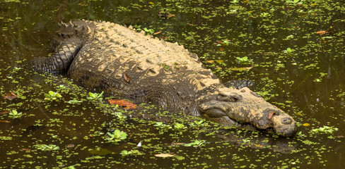 Krokodil im Wasser