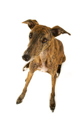 Sitzender Greyhound von oben auf weißem Hintergrund