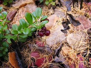 lingonberry red berries on nature background in forest. Selective focus