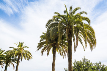 Beautiful green palms in front of blue cloudy sky
