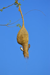 Plum-headed Parakeet , Psittacula cyanocephalaon branch of a tree at Sagareshwar wildlife sanctuary, Sangli, Maharashtra