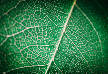 Tree leaf veins close up, natural background. Colorful green bright leaf macro view, backdrop.
