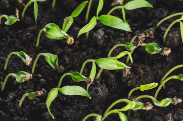 Young pepper sprouts close-up