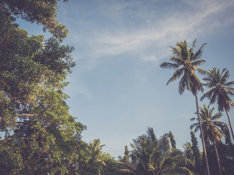 Palm trees at tropical coast with clear blue sky. Vintage toned style. Summer season time background