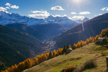 Obraz premium Beautiful colored larches with autumn colors in the mountains.