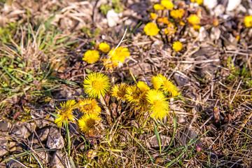 Coltsfoot, medicinal plant with flower in spring