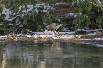 A blue jay sits on a tree trunk by the water