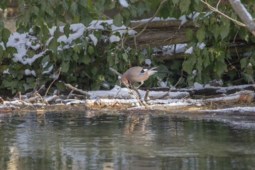 A blue jay sits on a tree trunk by the water