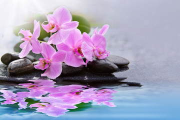 Pink orchid flowers reflected in the water.