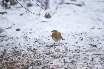 Obraz na płótnie Canvas male robin sits in the snow