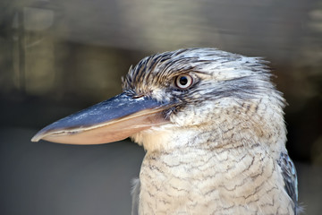 blue winged kookaburra