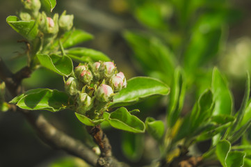 Flowering pear tree close-up
