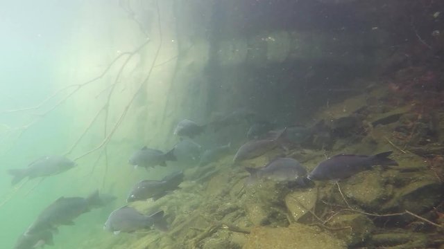 Freshwater fish carp Cyprinus carpio in the beautiful clean pound. Underwater shot in the lake. Wildlife animal. Underwater footage of group of Carps in the nature habitat with nice background. 